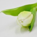 TULIPAN BIAŁY 31CM JAK ŻYWY DEKORACJA WIOSENNA