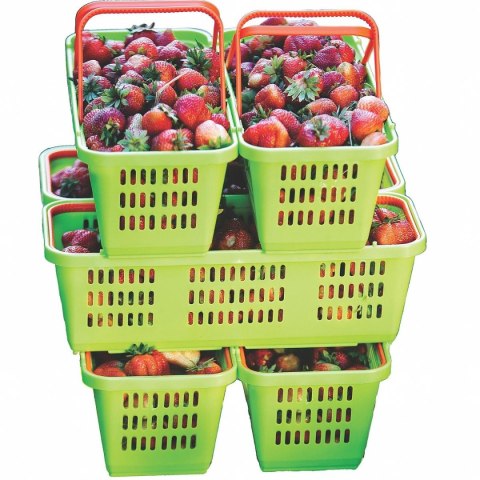 KOSZYK PLASTIKOWY NA OWOCE I WARZYWA AŻUROWY Z RĄCZKĄ